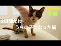 [沖縄保護猫]放っておけなかった苦しそうな猫。(中編)2日間だけうちの子になったジョーと過ごした記録。呼吸が苦しそう。閲覧注意。