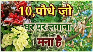 10 पौधे जिसे शास्त्र के अनुसार घर पर लगाना नही चाहिए / 10 plants not suitable for home
