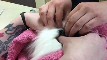 How to administer subcutaneous (SQ) fluid to a Rabbit