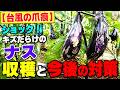 【台風の爪痕】ショック!キズだらけのナス 収穫と今後の対策