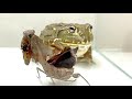 The mantis's intimidation is a great irritation to the frog.