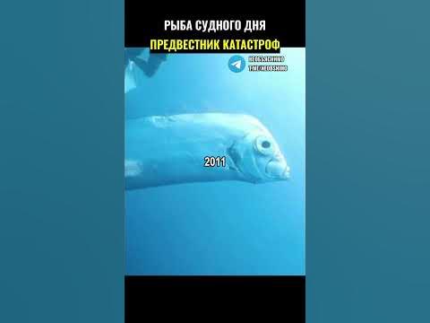 Рыба судного дня - YouTube
