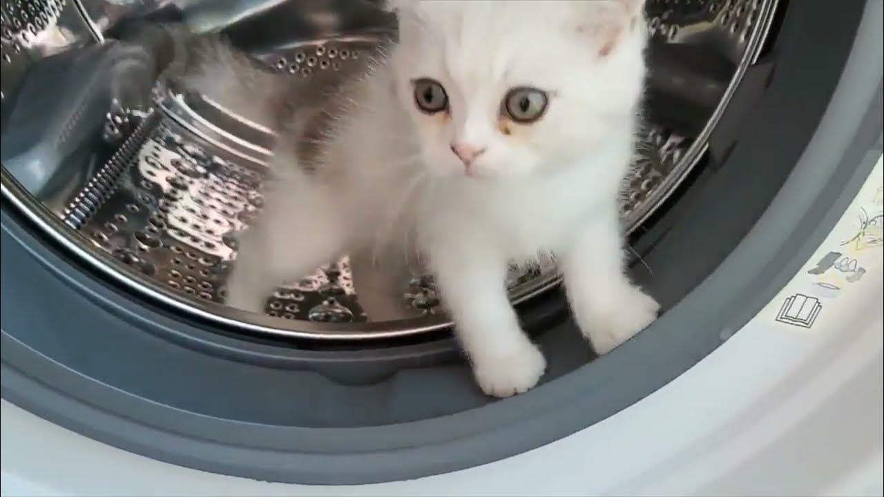 ♥ 아기고양이 세탁기안에서 놀아요 세탁기인가? 캣휠인가? ( kitten in washing machine ) YouTube