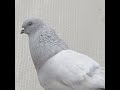 Гульсары,Акуши,Душамбинские голуби,Бухарские голуби, Самаркандские  голуби,#pigeons#бойныеголуби#