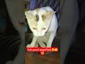 👉 Cute Cat 😺 | Funny Cat Moments 😂 | Daily Cat Shorts #shorts#funny#cat