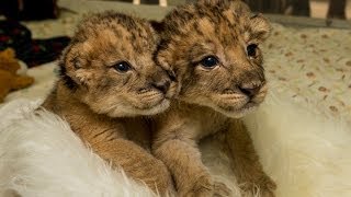 Lion Cubs Bottle Feed and Play at San Diego Zoo Safari Park
