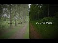 Canon Eos R vs Canon eos 250d (rebel sl3) Nature image comparison // Standard, C-Log, Cinestyle