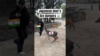 Japanese Deer 🦌 Are Scary 🇯🇵😭