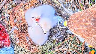 3 EXCELLENT CHICKS ))). MOM FEEDS. BONKS. DAD OREN IN NEST WITH LOT OF FOOD: SQUIRREL BIRDS. 05.2024