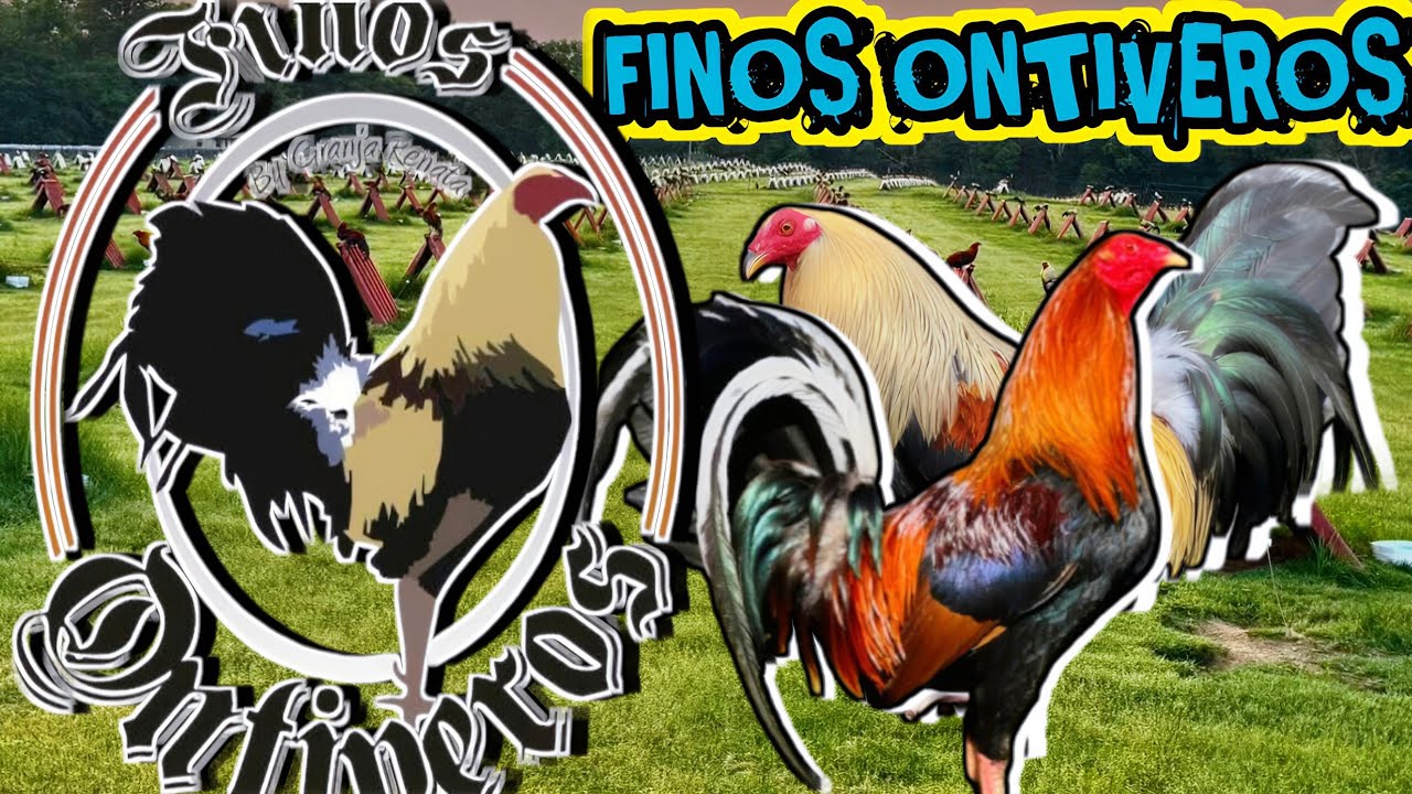 Finos Ontiveros Farm/ Plummer Mclean 🔥🔥🔥🐓🐓💥💥💥