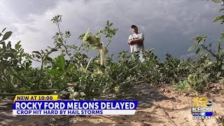 Rocky Ford cantaloupes are eventually coming but there may be fewer of them