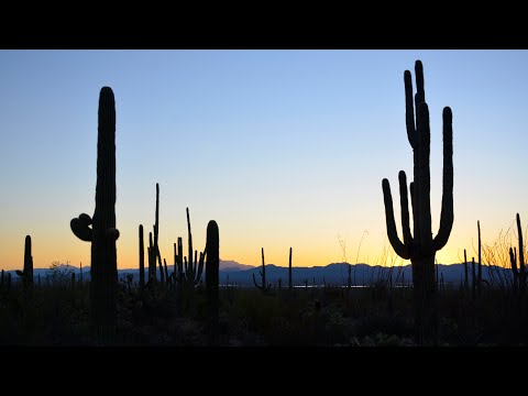 Video: Koji Kaktusi Rastu U Pustinji