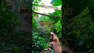 Ciblek Kristal breeding kicaumania aviary masteran birds burungdialamliar burung ciblek