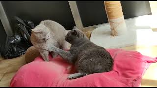 Cats Fighting For The Pillow by 2 Funny Cats 2,726 views 1 year ago 18 seconds
