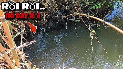 Tập 153 - Săn Cá Rô Lớn Đầu Mùa Nước Nổi Mở Hàng Như Vậy Là Quá Đã Rồi | Câu Cá Rô Đồng