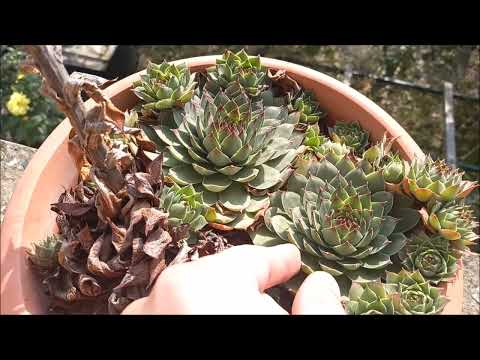 Video: Pružne biljke brokule - što posaditi pored brokule u vrtu