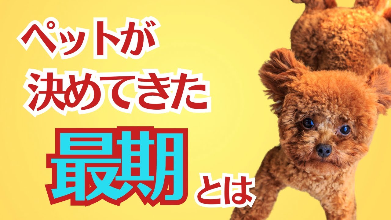 ペットが決めてきた最期とは…