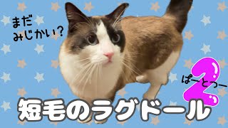 【短毛のラグドール】毛が伸びない長毛猫。2才になって華麗に変身