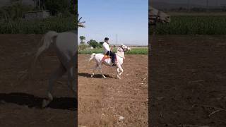 ઘોડીના શોકીન @dhavalmor7559 #ahir #horse #villagelife #dhavalmor #ghoda #gujrat #kathiyawadi