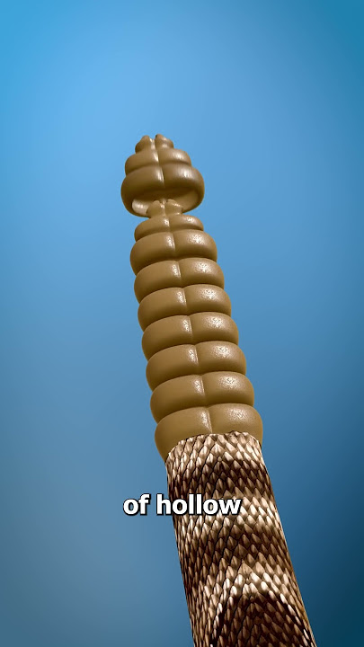 How A Rattlesnake Tail Rattles 🐍🤔