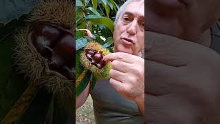 ¡Llega la época de las castañas! 🌰🍂 El castaño 🌰🍂 Castanea sativa