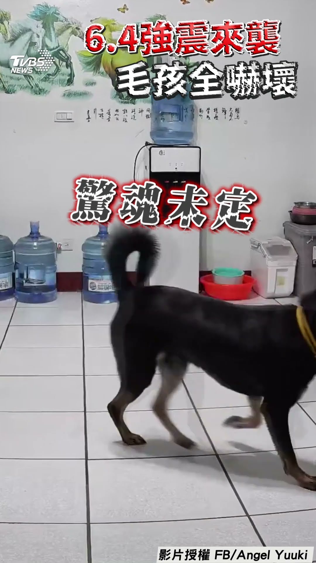 驚恐6秒天搖地動!　喵星人「地震預先感知」11隻毛小孩急逃竄｜TVBS新聞@TVBSNEWS01