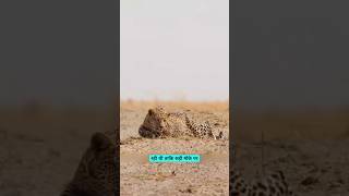 तेंदुए का बदला 🐆🔥 #LeopardVsWildDogs #JungleRevenge