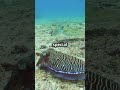 Discover the Cuttlefish’s Camouflage