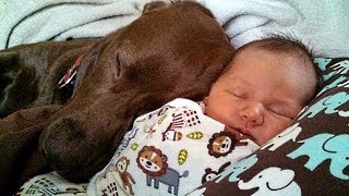Dog Meeting Baby for the First Time Compilation by Cheerful Doggy 14,345 views 6 years ago 3 minutes, 40 seconds