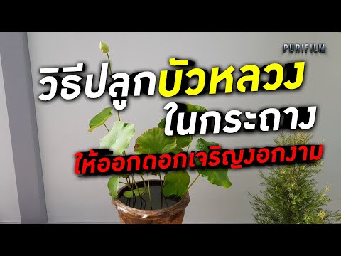 วีดีโอ: ดอกบัวสีชมพูใช้ทำอะไร?