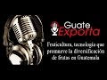 Fruticultura, tecnología que promueve la diversificación de frutas en Guatemala