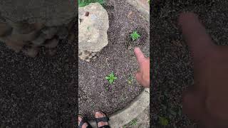 Outdoor update 6/10