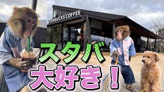 はじめてスタバに行ったら美味しさにどハマりしたお猿のルートくん