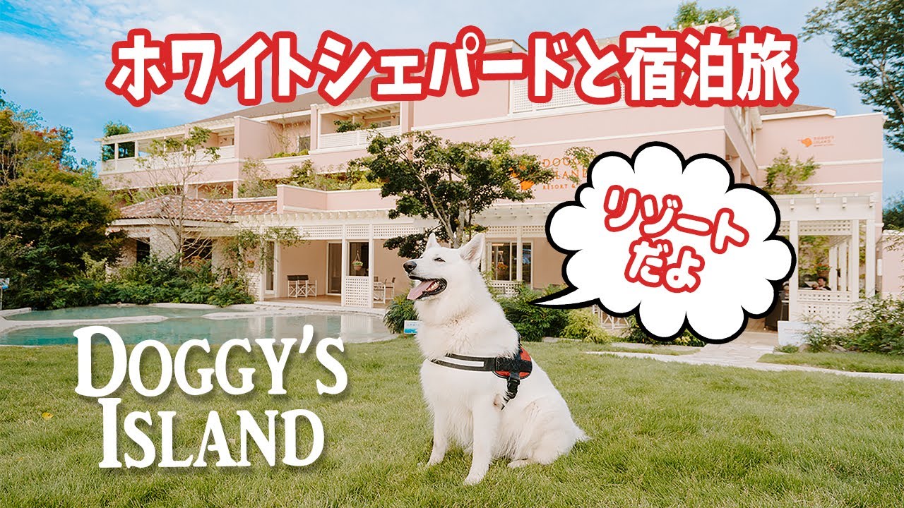 ホワイトシェパードと宿泊できるリゾートに行ったら嬉しい出会いが…！【ドギーズアイランド】