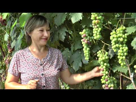 Виноградник Елкиных Виктора и Ольги в с. Чернышевка Приморского края