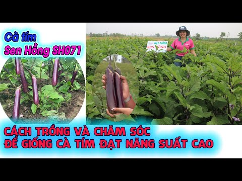 Video: Trồng cà tím trắng - Tìm hiểu về các giống cà tím trắng phổ biến