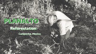 Planalto Reforestation In Campeche Mexico By Panddore