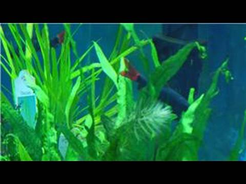 Fish Tanks & Aquarium Maintenance : How to Clean Artificial Aquarium Plants