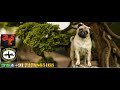 Funniest  cutest dogs arena  cutest pug babies  animalss thatll change your mood 4 good