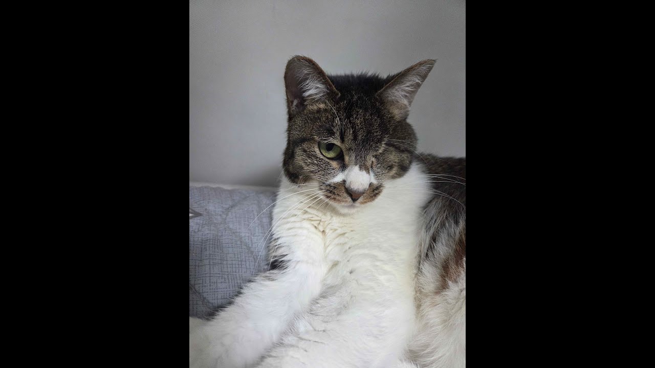 [사이퍼즈] 우리집 고양이는 사람인것같다