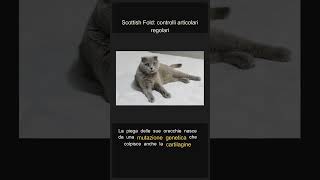 Scottish Fold: controlli articolari regolari #Shorts
