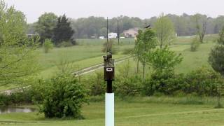 Tree Swallows Swarming