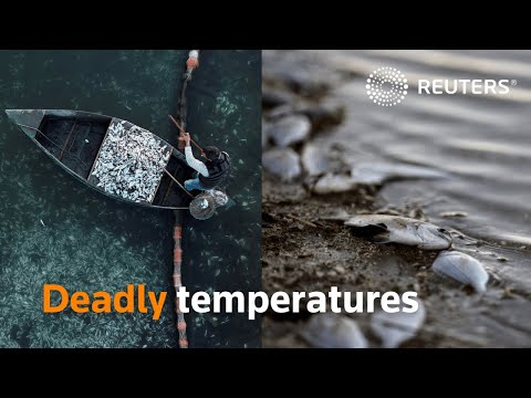 Thousands of fish freeze to death in Greece