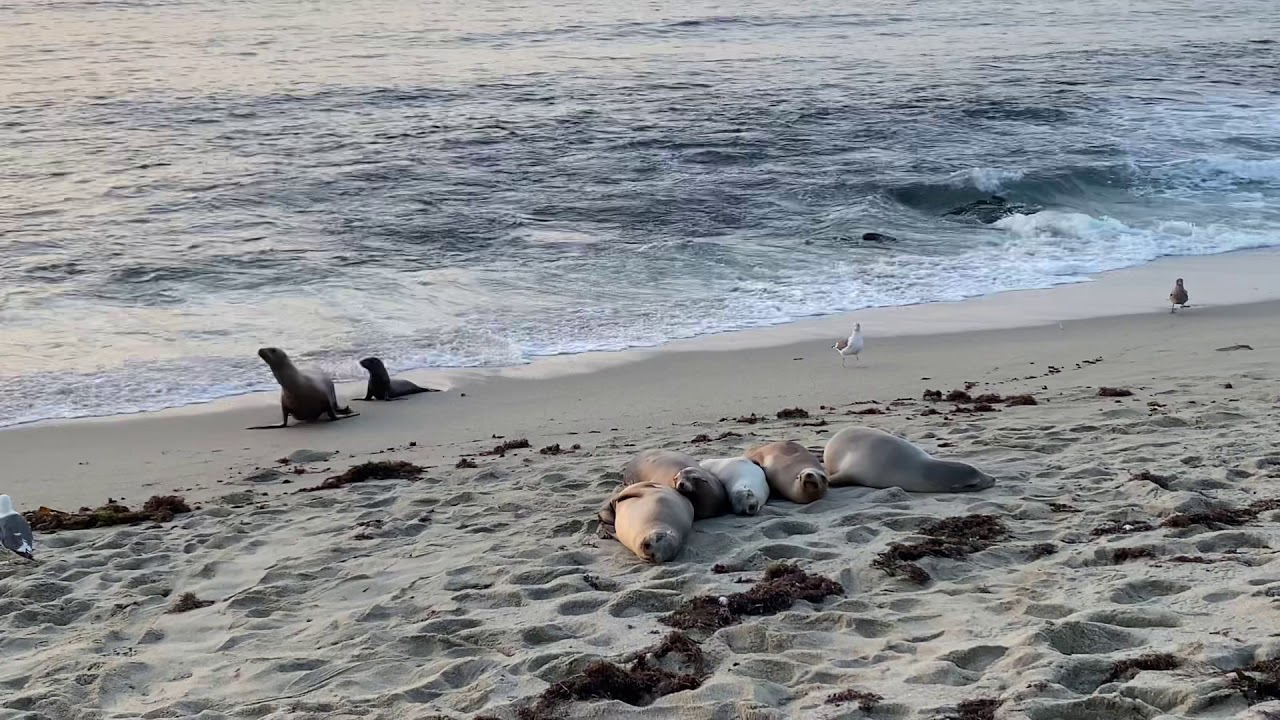 【California】 Boomer Beach 4 in San Diego