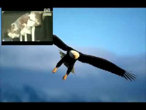 يافرحة ايامي 