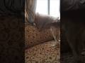 الكلبه يصطاد Shorts Cat اكسبلورر Dog Duet Cute Cute Pets Duet 
