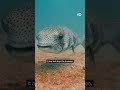 The fish taking over the Mediterranean Sea | DW News