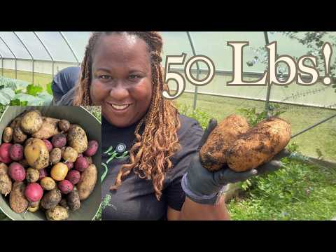 We Harvested Total of 50 Lbs. of Potatoes! Record Potato Harvest🥔
