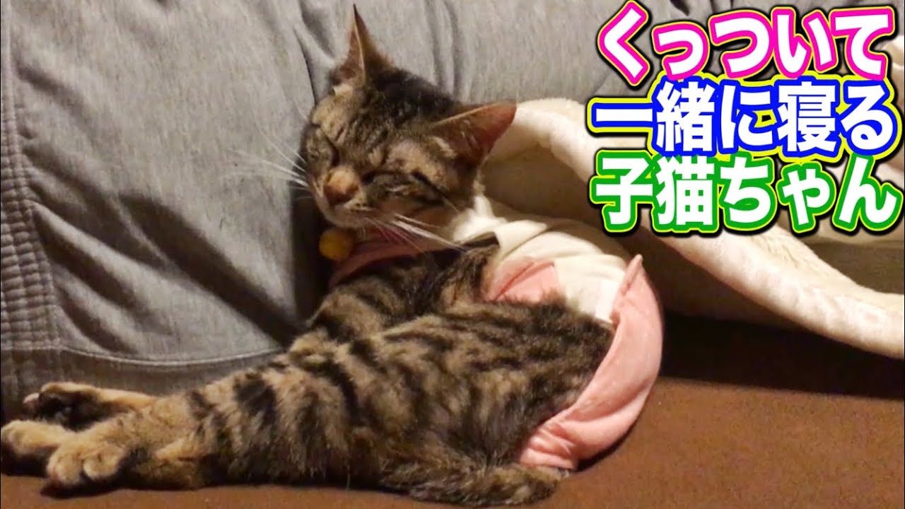 子猫 一緒に寝る 家猫化 旦那さんにピッタリくっついて寝る子猫テトちゃん Kitten Cat Japanese Traditional House Youtube