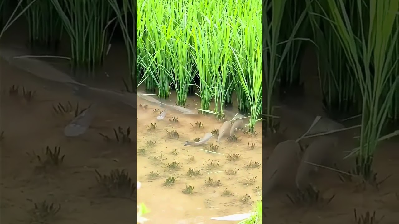 Fish in the Rice Field | Natural Farming & Aquaculture Together 🌾🐟 